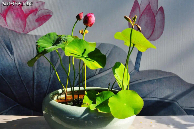 It's a map of how the bowls grow