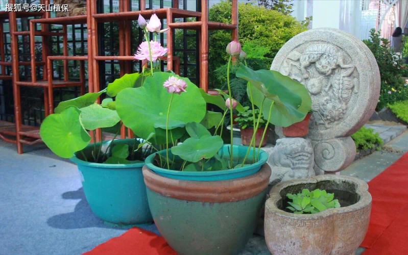 It's a map of how the bowls grow