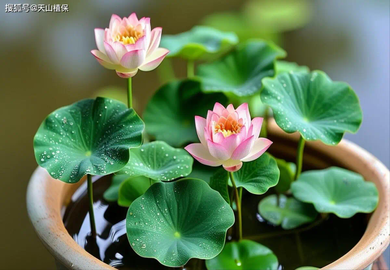 It's a map of how the bowls grow