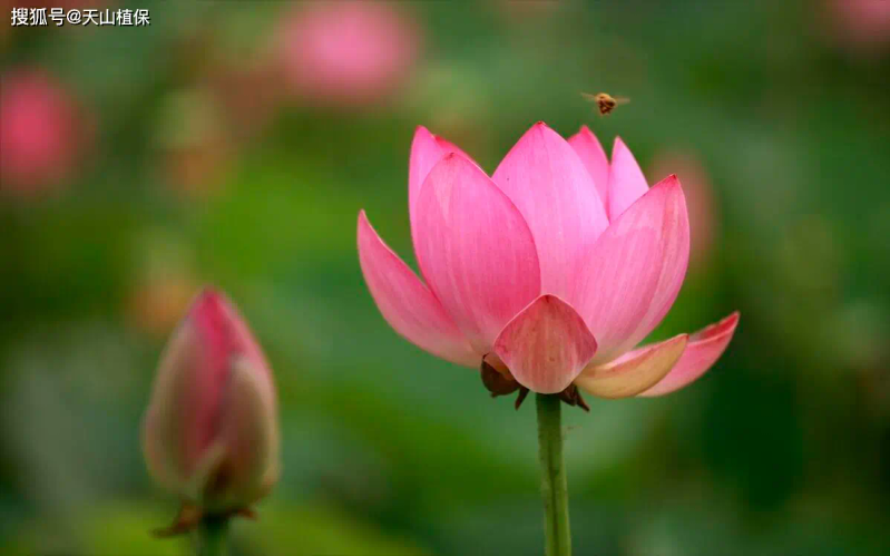 It's a map of how the bowls grow