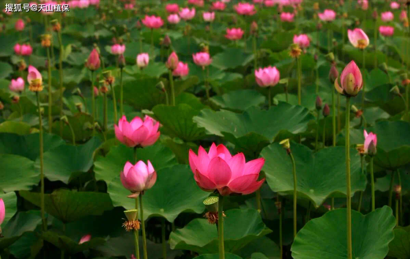 It's a map of how the bowls grow