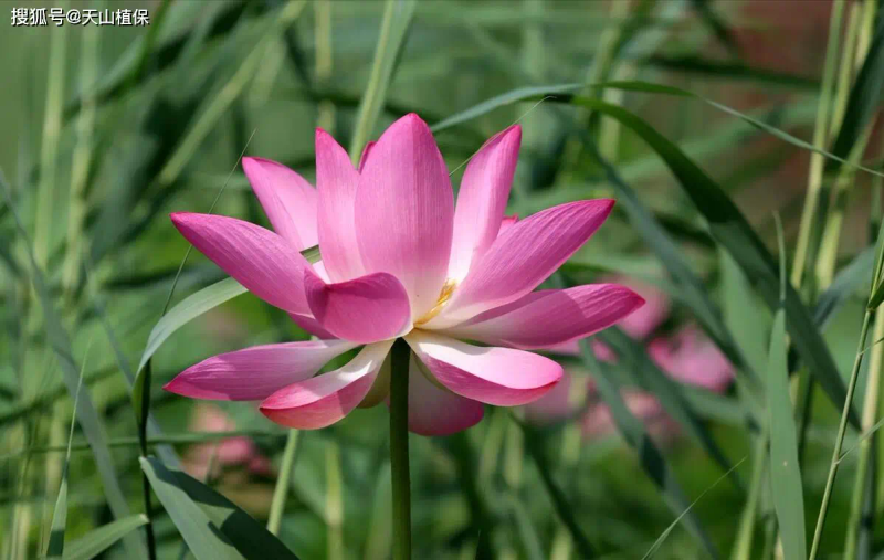 It's a map of how the bowls grow