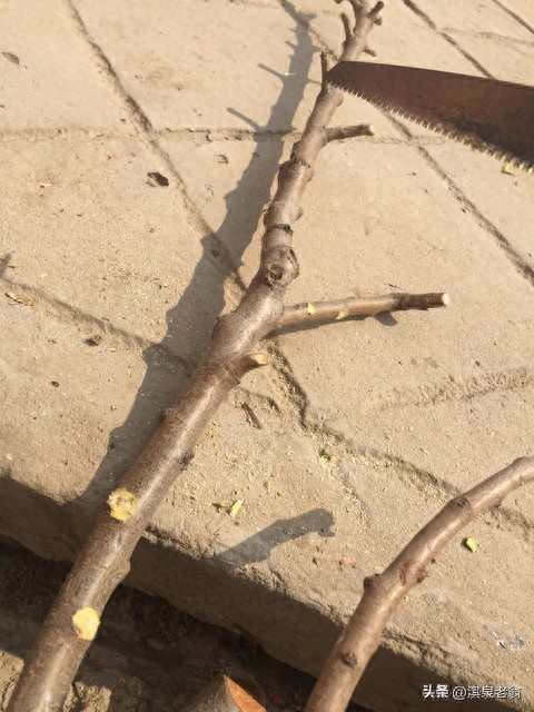 Pear planting techniques and management