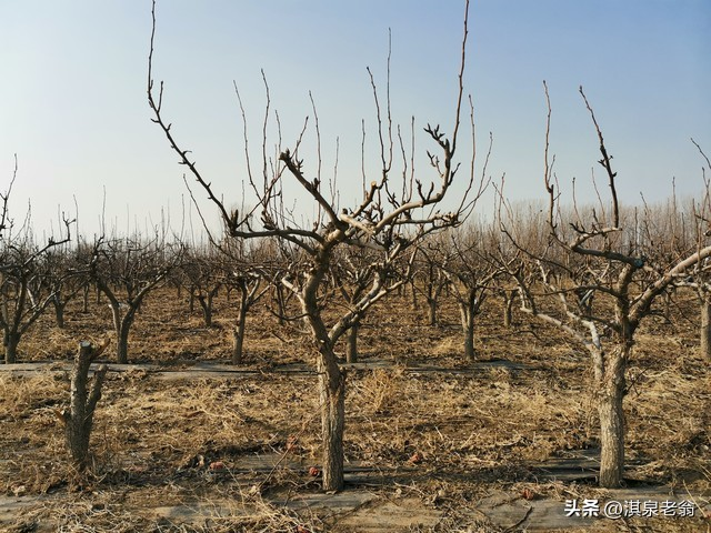 Pear planting techniques and management