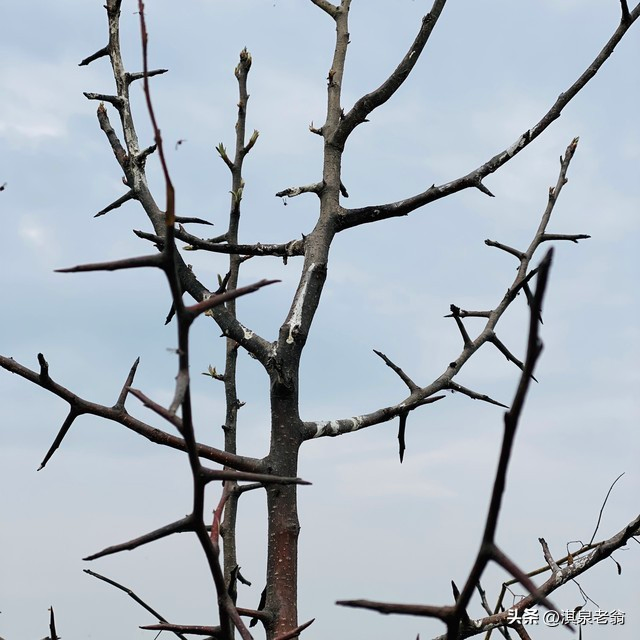 Pear planting techniques and management