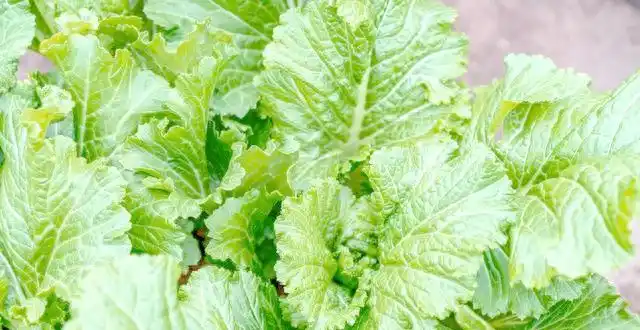 从播种到采收：全程详解提高芥菜亩产的关键策略