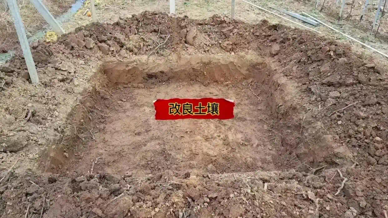 芥菜的种植方法