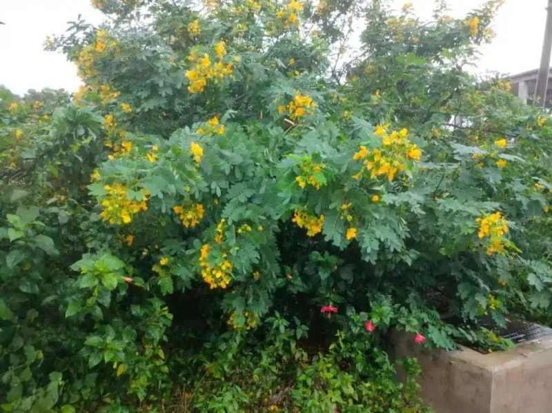 学会这几招，在家也能种出好吃的圣女果→