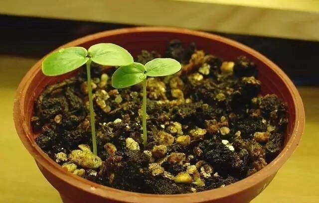 圣女果种子种植方法