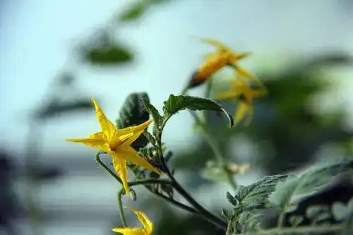 圣女果种子种植方法