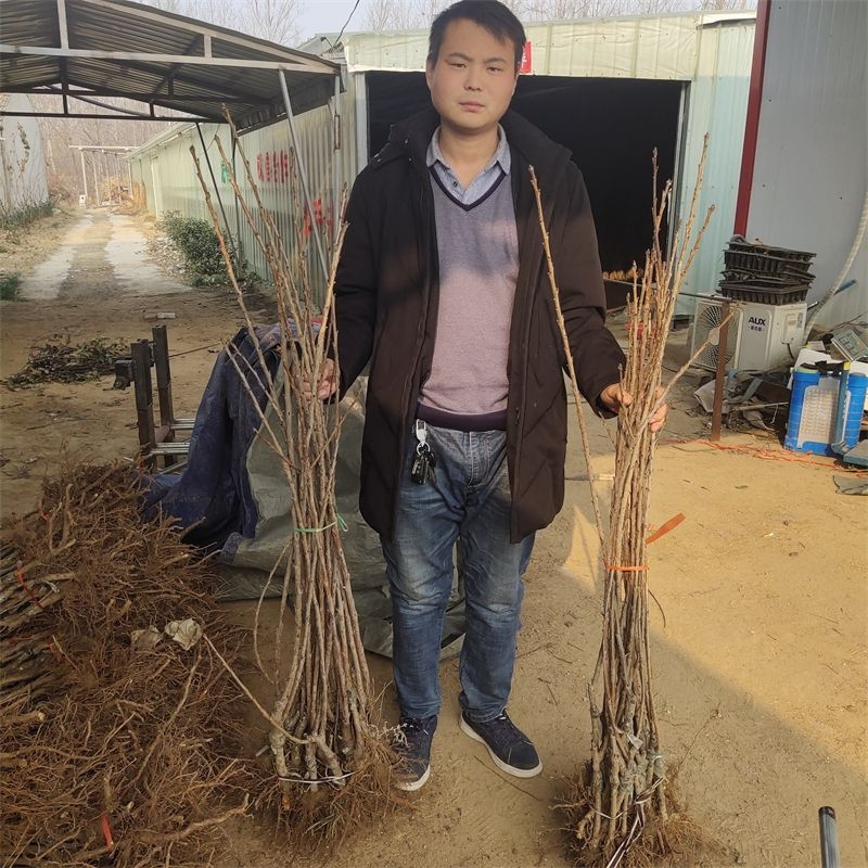 矮化樱桃种植技术