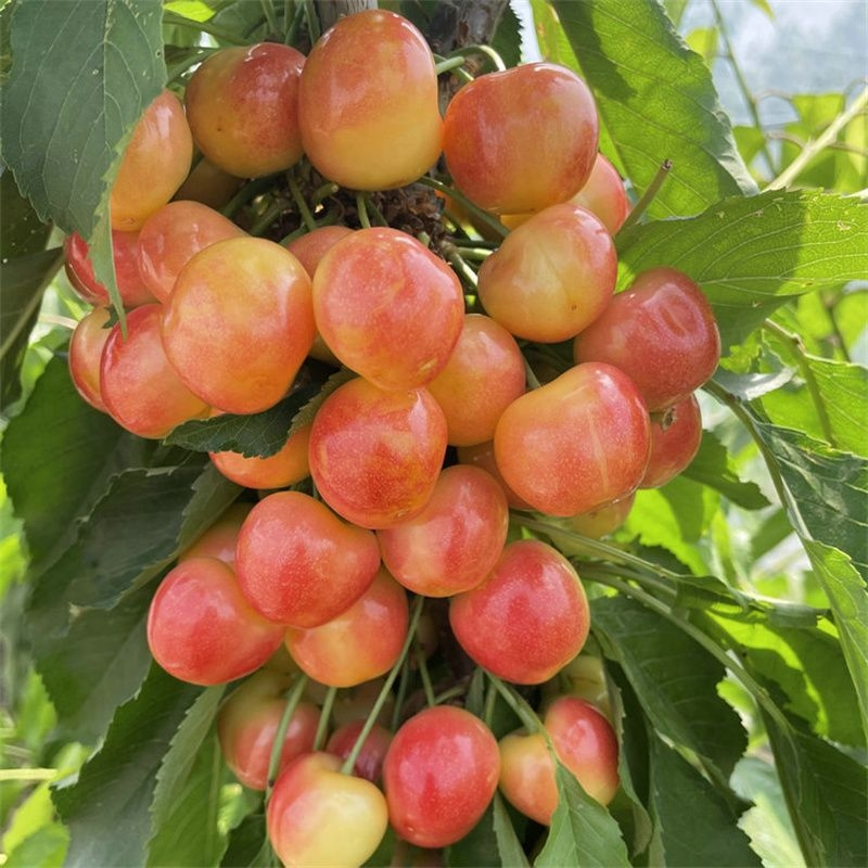 矮化樱桃种植技术