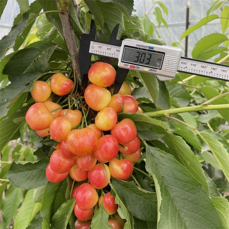 矮化樱桃种植技术