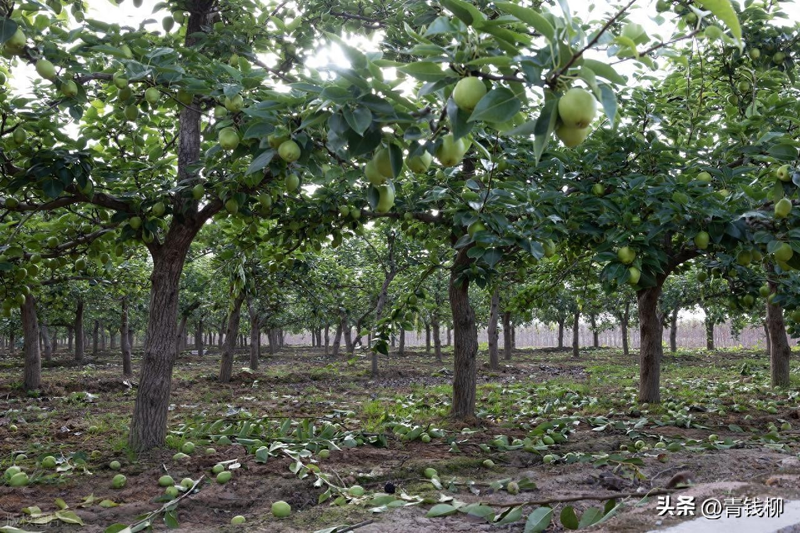 梨树种植技术与管理