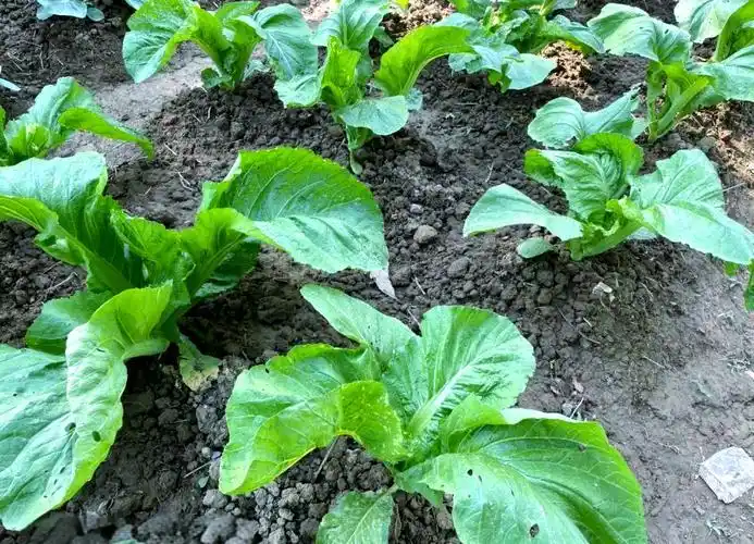 芥菜的种植方法