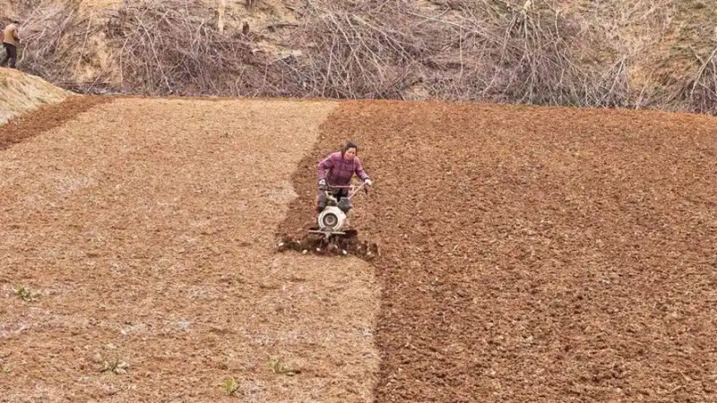 芥菜的种植方法