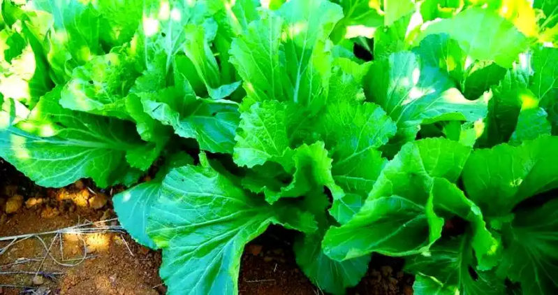 芥菜的种植方法