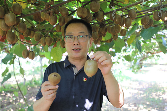 猕猴桃的种植方法