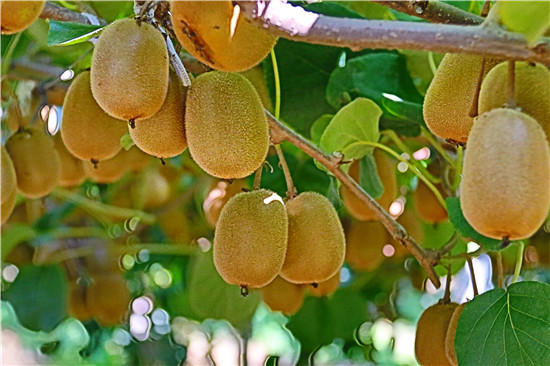 猕猴桃的种植方法