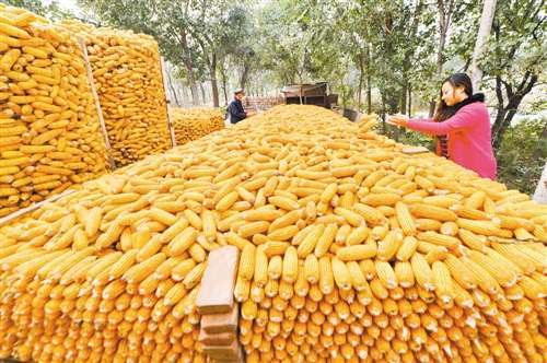 水稻玉米大豆种植技术