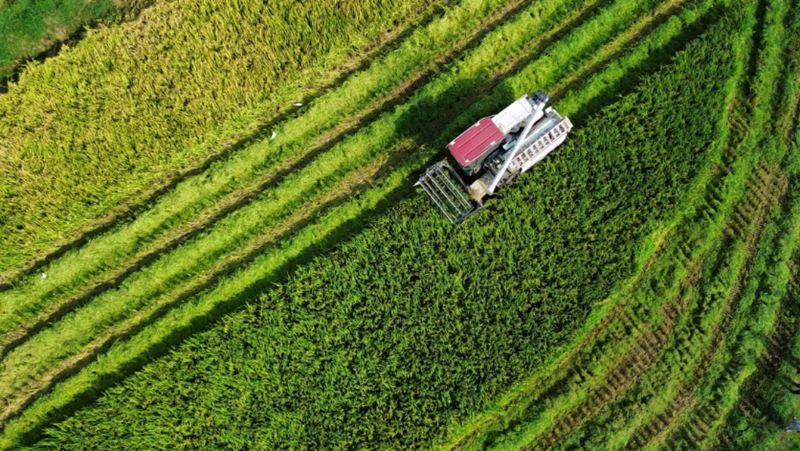 Rice corn soybean cultivation techniques