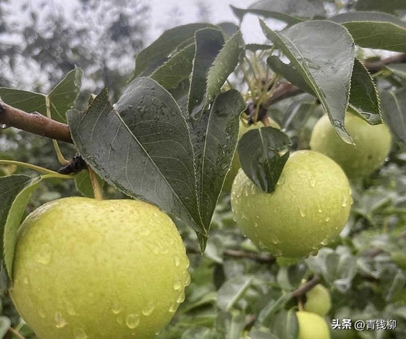 梨树种植技术与管理