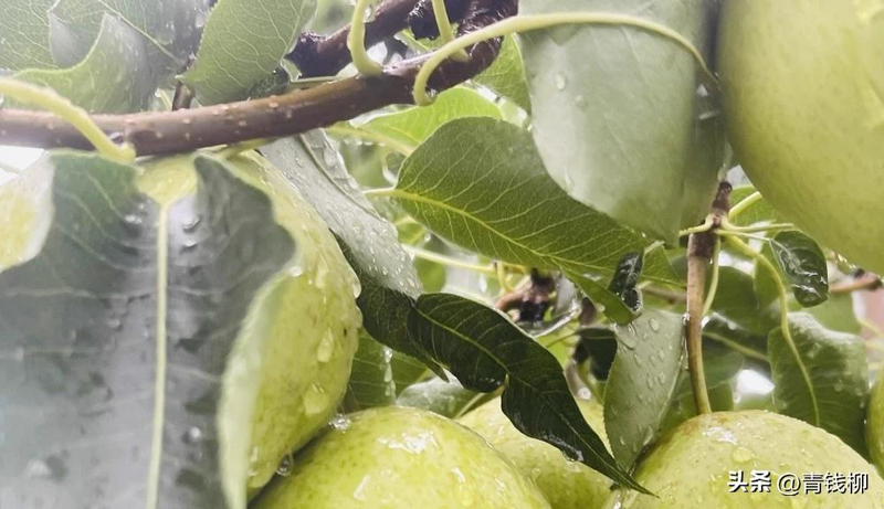 梨树种植技术与管理