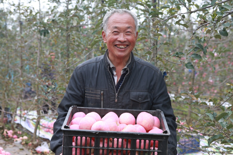 水果帮苗木种植