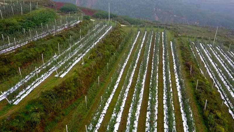 水果帮苗木种植