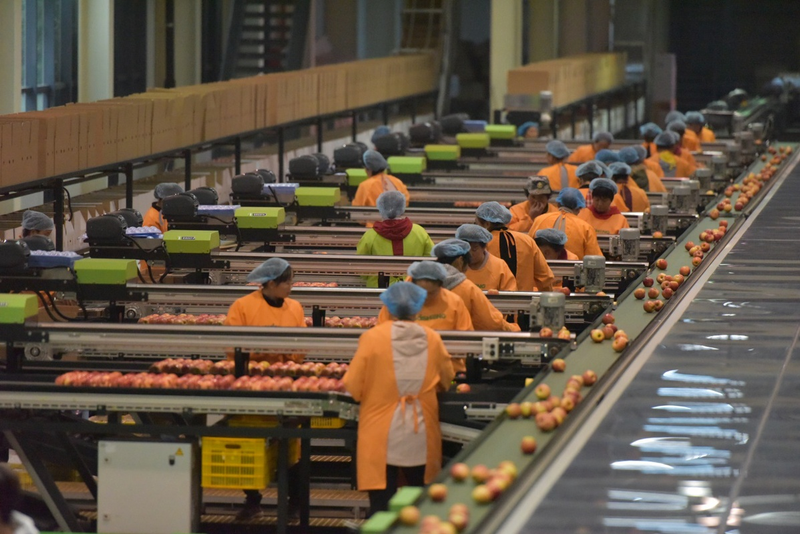 水果帮苗木种植