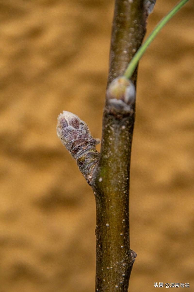 Pear planting techniques and management
