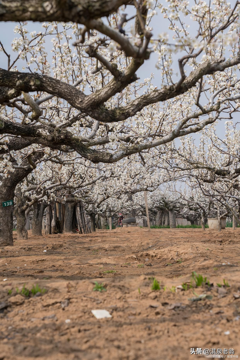 Pear planting techniques and management