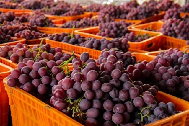 葡萄苗5种植方法