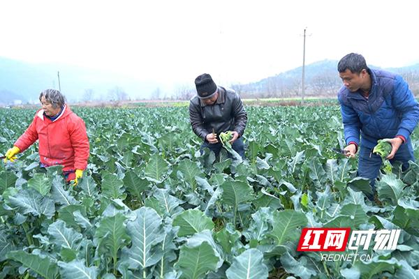 Spring orchid planting techniques