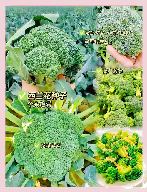 Spring orchid planting techniques