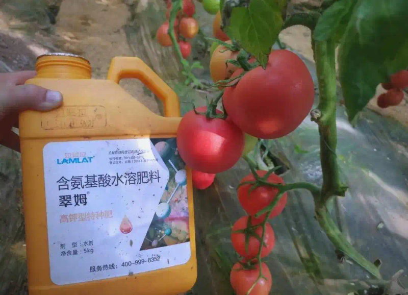 秋延番茄大棚种植技术