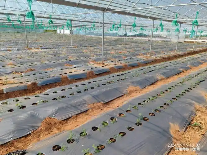 秋延番茄大棚种植技术