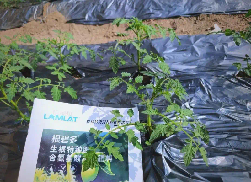 秋延番茄大棚种植技术