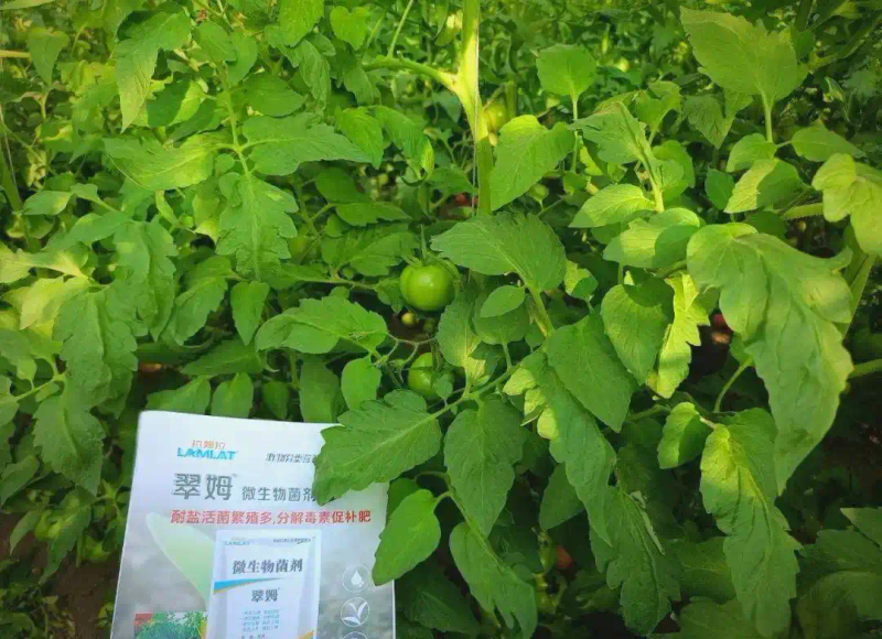 秋延番茄大棚种植技术