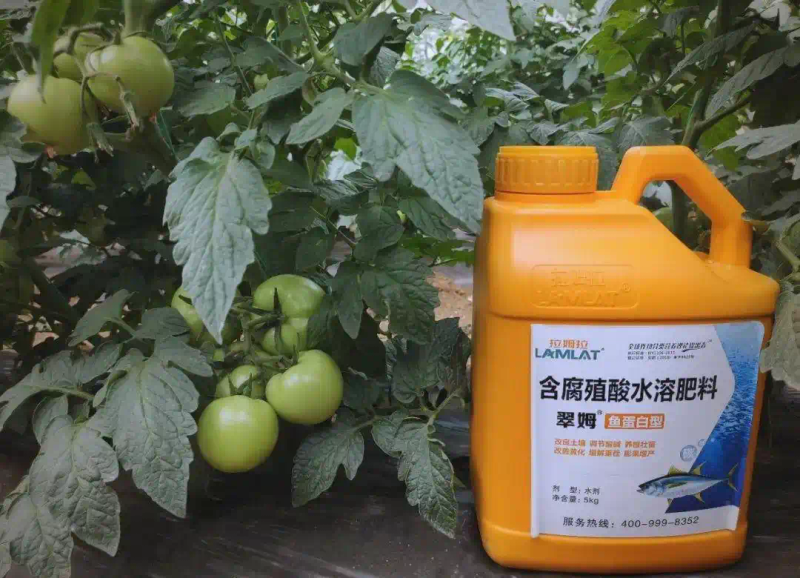 秋延番茄大棚种植技术