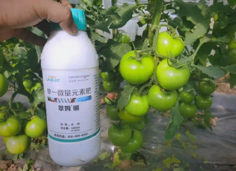 秋延番茄大棚种植技术