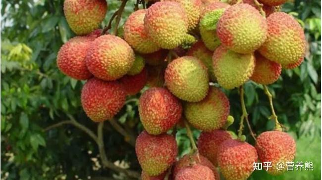 荔枝妃子笑种植技术