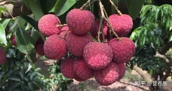 荔枝妃子笑种植技术