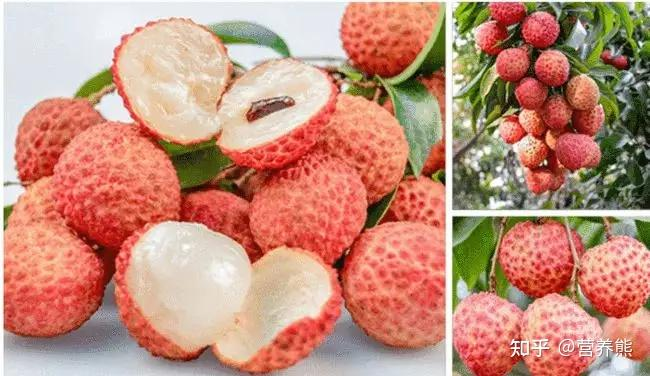 荔枝妃子笑种植技术