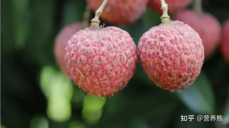 荔枝妃子笑种植技术