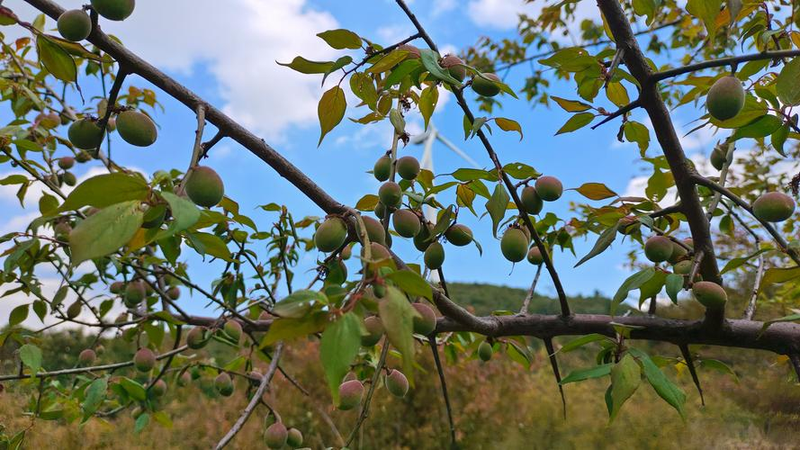 安徽适合种植什么水果