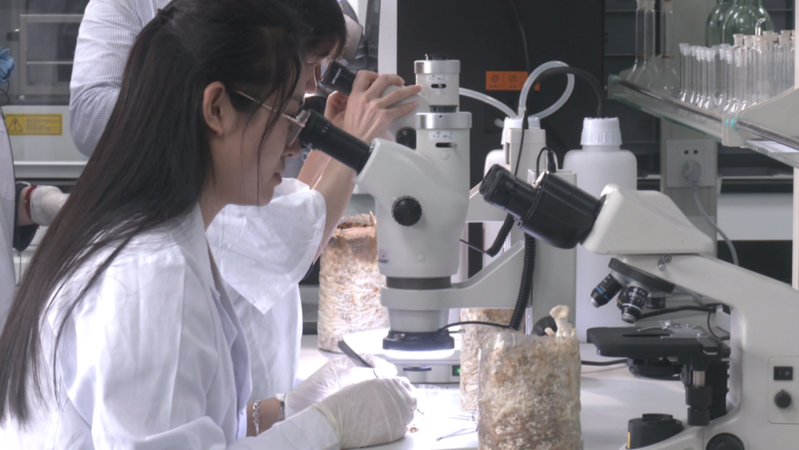 福建古田食用菌种植技术