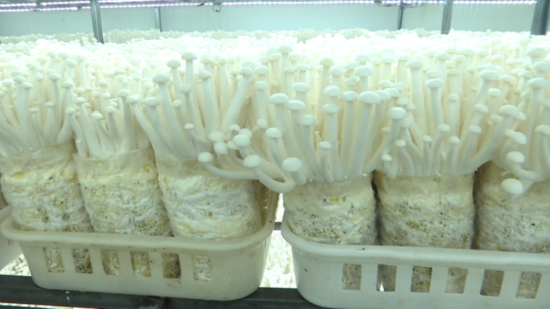 福建古田食用菌种植技术