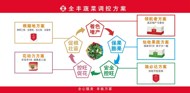 秋延番茄大棚种植技术