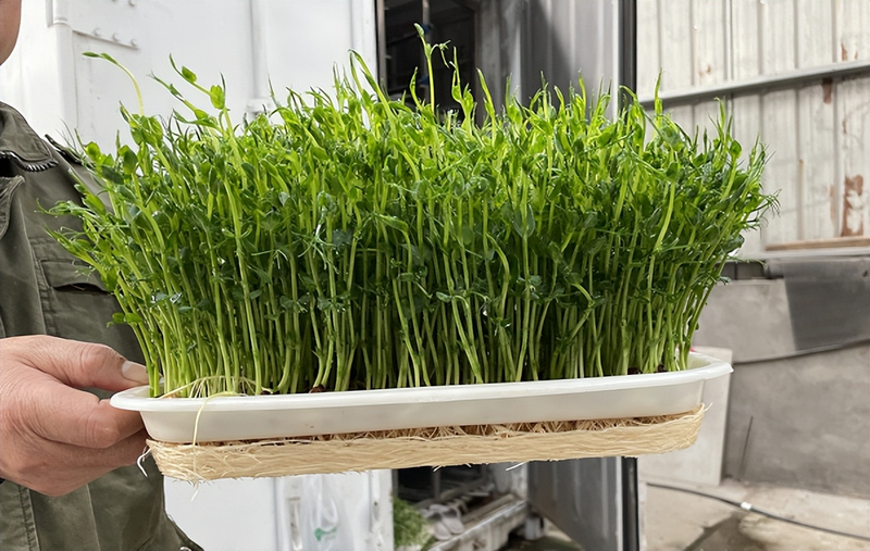 Plantation techniques